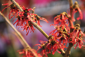 Hamamelis intermedia "Feuerzauber"