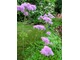 Kwitnące wiechy rutewki tworzą  fioletoworóżowe chmurki i dodają lekkości rabatom bylinowym