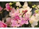 Phalaenopsis stał się najpopularniejszym ze wszystkich storczyków, fot. Danuta Młoźniak