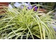 Carex oshimensis 'Evergold', fot. Danuta Młoźniak