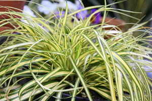 Carex oshimensis 'Evergold', fot. Danuta Młoźniak