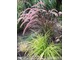 Carex elata 'Aurea' - w kontrastowym zestawieniu z Pennisetum setaceum 'Rubrum'