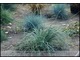 Carex flacca 'Bias'- niebieskawa, z jednostronnym marginesem