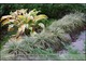 Carex ornithopoda 'Variegata' - w jesiennym nastroju