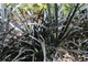 Ophiopogon planiscapus "Nigrescens" - konwalnik jest członkiem rodziny liliowate ((Liliaceae)