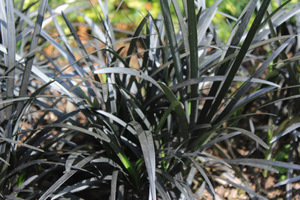 Ophiopogon planiscapus "Nigrescens" - konwalnik jest członkiem rodziny liliowate ((Liliaceae)