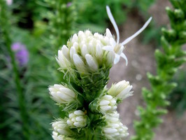 Kwitnienie zaczyna się od szczytu kłosa - Liatris spicata "Alba"