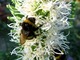 Liatra wabi trzmiele, motyle i pszczoły