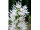 Liatra kwitnie do początku września - Liatris spicata "Alba"