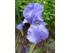 Iris "Crystal Blue"