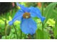 Meconopsis grandis to mocna bylina z rodziny Papaveraceae produkująca w czerwcu na wyprostowanych łodygach piękne, duże, niebieskie kwiaty, przypominające nasze rodzime maki
