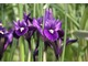 Iris reticulata