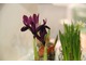 Iris reticulata (kosaciec żyłkowany) pochodzi z Kaukazu i Persji