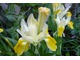 Iris bucharica (kosaciec bucharski) jest stosunkowo łatwy w uprawie, wymaga żyznej i dobrze zdrenowanej ziemi i dużo słońca