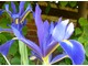 Iris hollandica - kosaciec holenderski należy do wyższych irysów i może być zestawiany z małymi krzewami (żółte pięciorniki) i średnimi bylinami np. Salvia nemorosa