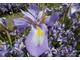 Iris cycloglossa pochodzi z Afganistanu i przypomina nieco kosaćce holenderskie. Toleruje więcej wody niż inne irysy cebulowe i kwitnie w czerwcu kwiatami w kształcie oślich uszu