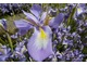 Iris cycloglossa pochodzi z Afganistanu i przypomina nieco kosaćce holenderskie. Toleruje więcej wody niż inne irysy cebulowe i kwitnie w czerwcu kwiatami w kształcie oślich uszu