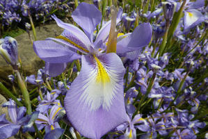 Iris cycloglossa pochodzi z Afganistanu i przypomina nieco kosaćce holenderskie. Toleruje więcej wody niż inne irysy cebulowe i kwitnie w czerwcu kwiatami w kształcie oślich uszu