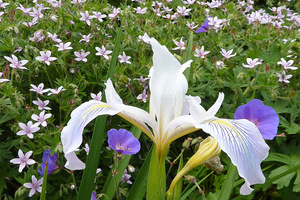 Iris hollandica