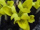 Iris danfordiae potrafi przy dobrej pogodzie sprawić miłą niespodziankę już w lutym