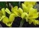 Iris danfordiae oprócz żółtego koloru oferuje kwiaty pachnące miodem