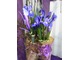 Iris hollandica w kompozycji florystycznej