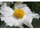 Romneya coulteri - kwiat podobny do maku, który kwitnie na biało i stanowi doskonały wybór na słoneczną rabatę 
