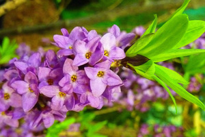 Wawrzynek wilczełyko (Daphne mezereum)