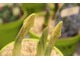 Iris histriodes "Katharine Hodgkin" pochodzi z Turcji.  Kiedy rozwinie swoje kwiaty, pokazuje niezwykłą bladożółtą kolorystykę z dodatkiem niebieskiego. Wyróżnia się w tłumie. Został wprowadzony w 1958 roku i nazwany na cześć żony Eliota Hodgkina 