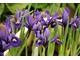 Iris reticulata 