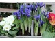 Iris reticulata w wiosennych kompozycjach doniczkowych z pierwiosnkami