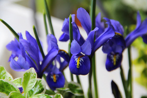 Iris reticulata