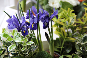 Iris reticulata z trzmielinami