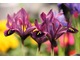 Iris reticulata w bordowym kolorze