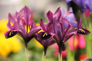 Iris reticulata w bordowym kolorze