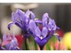 Iris reticulata