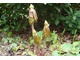 Podophyllum hexandrum czyli stopowiec himalajski jest byliną, która pochodzi z Azji