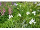 Iris hollandica na łące kwiatowej w zestawieniu z naparstnicami, bodziszkami i innymi roślinami zielnymi