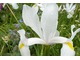 Iris hollandica