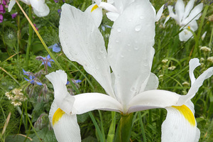 Iris hollandica