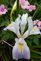 Iris hollandica