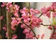 Cercis chinensis "Avondale" - bardzo efektowna odmiana, z ciemniejszymi różowymi kwiatami, wyrastająca do 3 m wysokości