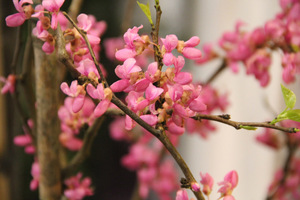 Cercis chinensis "Avondale" - bardzo efektowna odmiana, z ciemniejszymi różowymi kwiatami, wyrastająca do 3 m wysokości