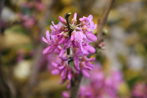 Cercis chinensis "Avondale"