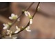 Cercis chinensis "Shirobana" ma białe kwiaty