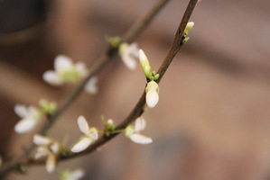 Cercis chinensis "Shirobana" ma białe kwiaty