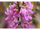 Cercis chinensis "Avondale"