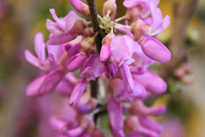 Cercis chinensis "Avondale"