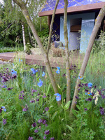  Dobrym towarzystwem jest Geranium phaeum, Polygonatum × hybridum, delikatne trawy, jak Stipa tenuissima, Aquilegia - zwłaszcza te o czarnych kwiatach