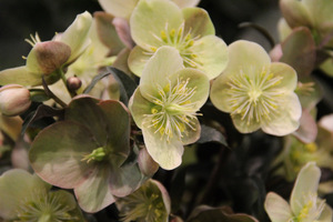 Helleborus "Camelot"